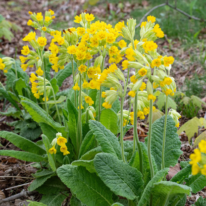 Heirloom Veris Flower seeds for Planting Wildflower Mix Heirloom & GMO Free Seeds for Home Garden