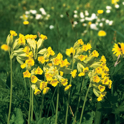 Heirloom Veris Flower seeds for Planting Wildflower Mix Heirloom & GMO Free Seeds for Home Garden