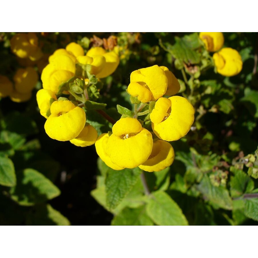 Calceolaria Flower seeds for Planting Perfect for Borders, Heirloom & GMO Free Seeds for Home Garden vegetable and garden seeds