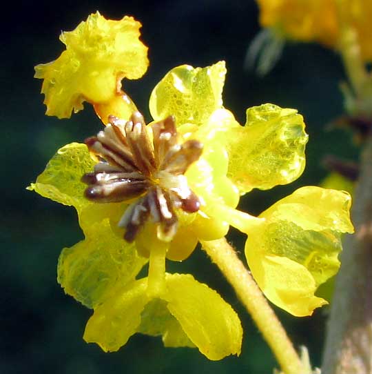Byrsonima Crassifolia Flower seeds for Planting Hardy Variety Heirloom & GMO Free Seeds for Home Garden