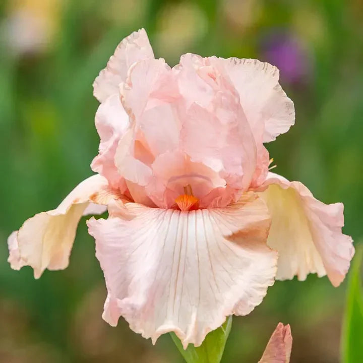 Premium Pink White Germanica Flower seeds for Planting Bright Blooms, Heirloom & GMO Free Seeds for Home Garden seeds