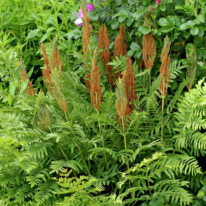 Cinnamon Fern Spores Flower seeds for Planting - Seasonal Bloomer, Heirloom & GMO Free Seeds for Home Garden