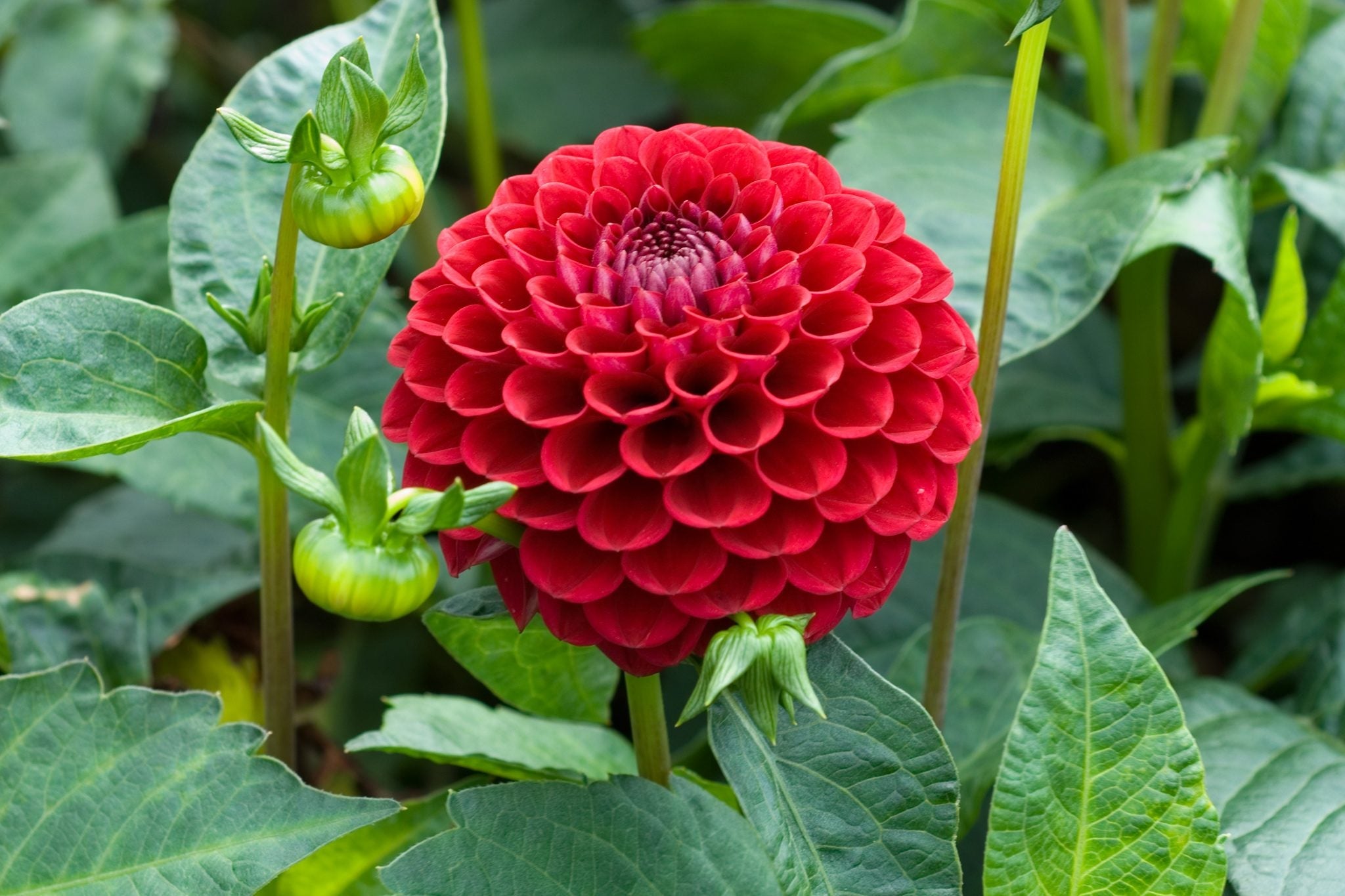 Premium Deep Red Dahlia Flower seeds for Planting Shade Tolerant, Heirloom & GMO Free Seeds for Home Garden seeds