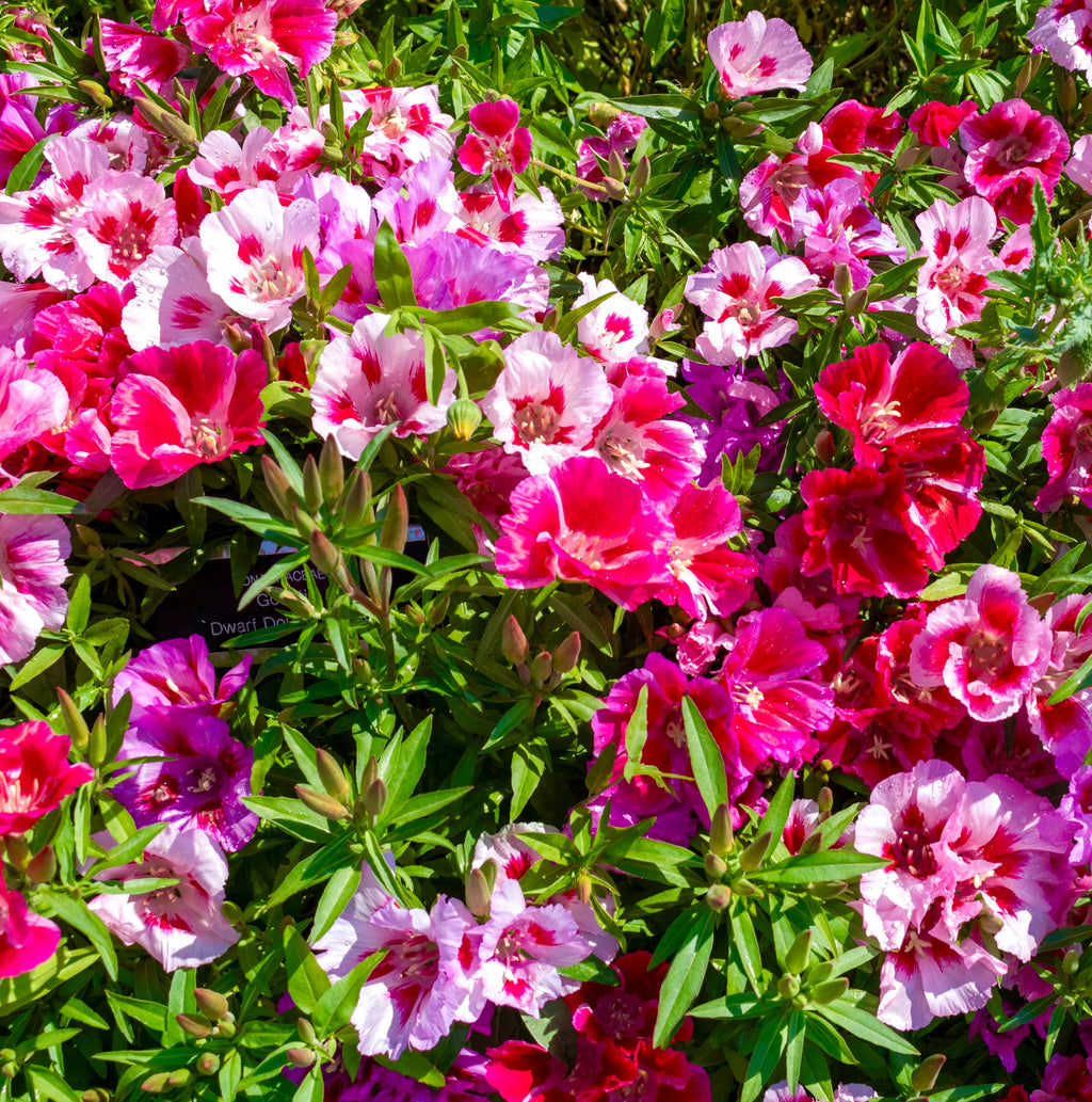 High quality Mixed Godetia Flower seeds for Planting Bright Blooms, Heirloom & GMO Free Seeds for Home Garden seeds pack