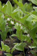 White Polygonatum Flower seeds for Planting Perfect for Borders, Heirloom & GMO Free Seeds for Home Garden seeds for planting