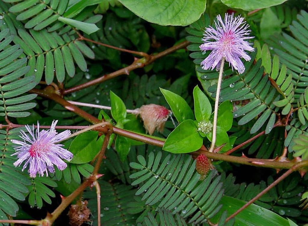 Mixed Schrankia Uncinata Flower seeds for Planting Cottage Garden Essential, Heirloom & GMO Free Seeds for Home Garden seeds for planting