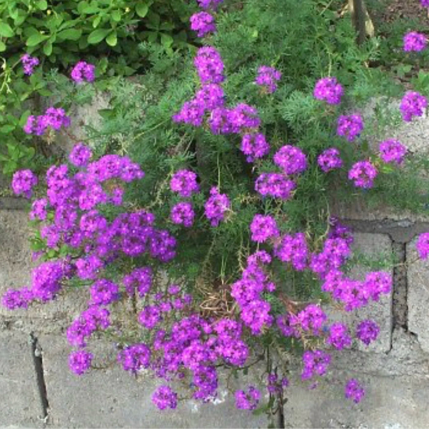 Moss Verbena Flower seeds for Planting Compact Growth Heirloom & GMO Free Seeds for Home Garden