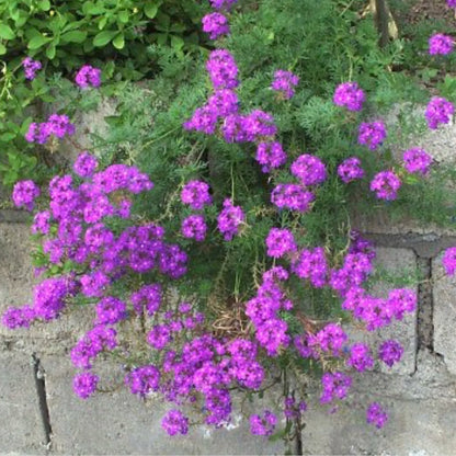 Moss Verbena Flower seeds for Planting Compact Growth Heirloom & GMO Free Seeds for Home Garden