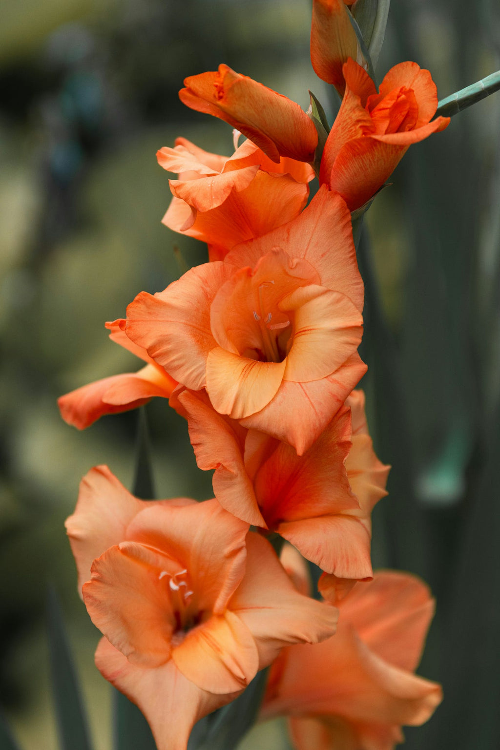 High quality Pink Gladiolus Hybridus Flower seeds for Planting Hardy Variety, Heirloom & GMO Free Seeds for Home Garden seeds pack