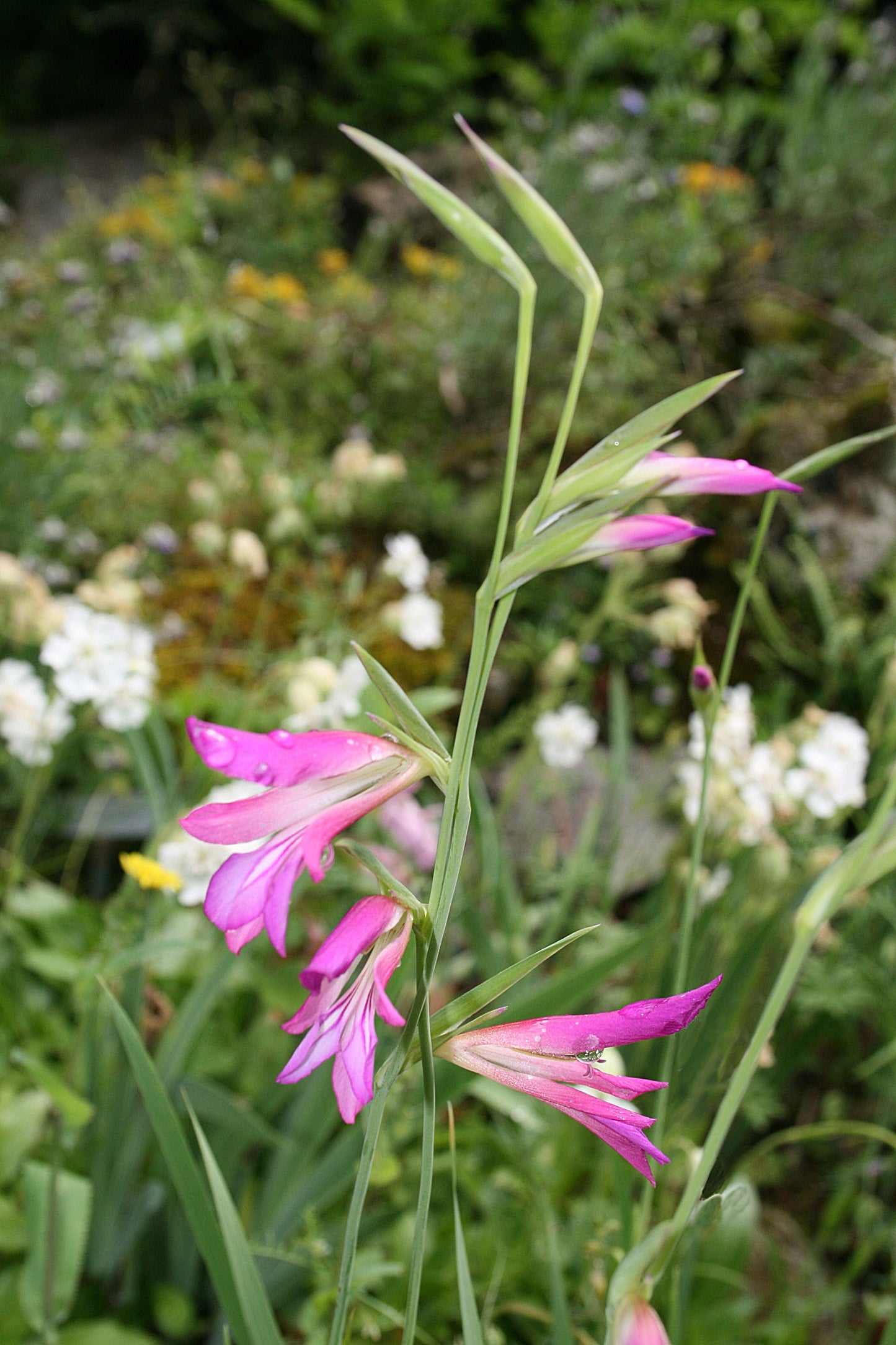 Gladiolus Italicus Flower seeds for Planting Garden Favorite Heirloom & GMO Free Seeds for Home Garden