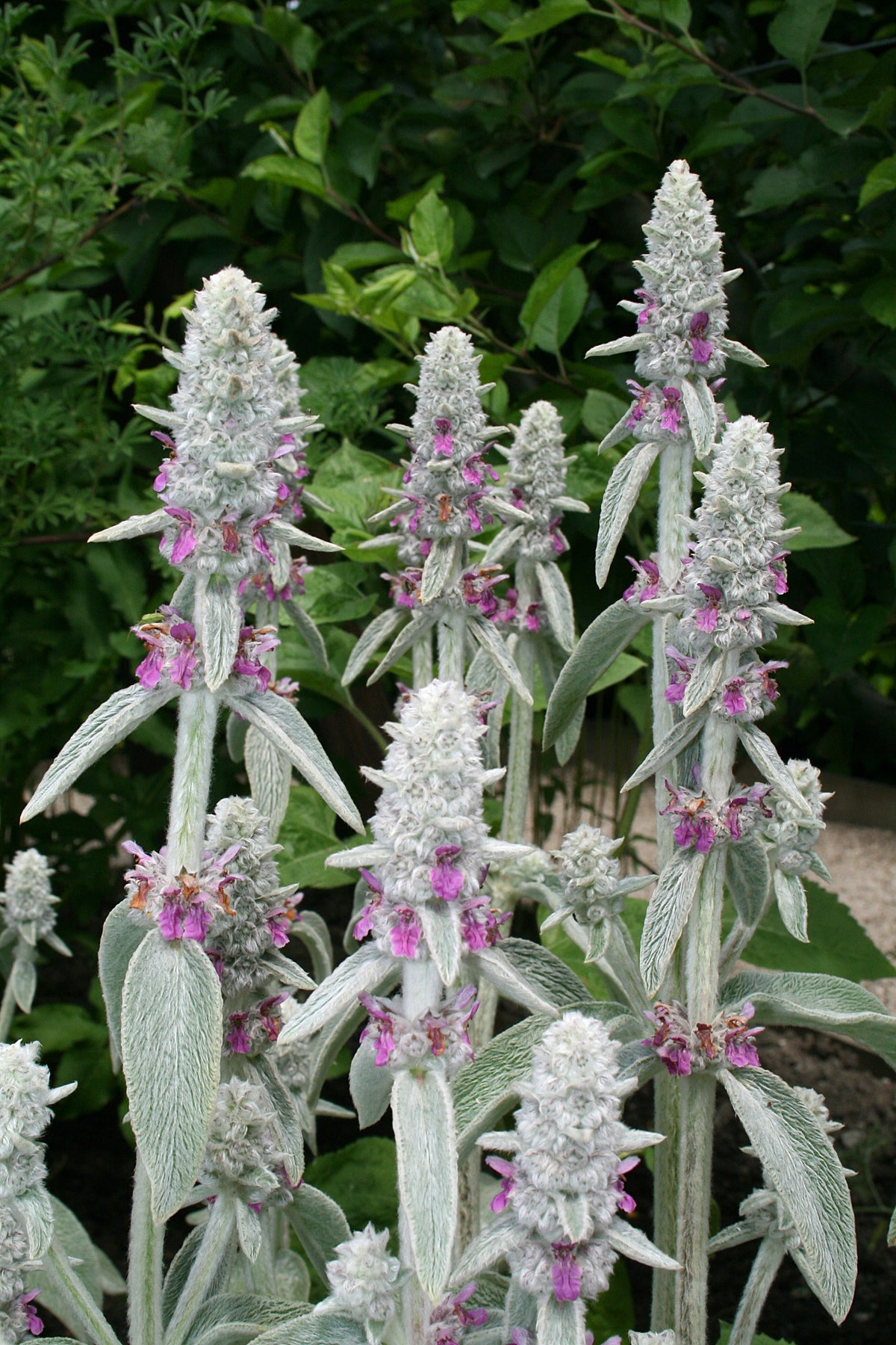 Lamb'sEar Flower seeds for Planting Long Bloom Season Heirloom & GMO Free Seeds for Home Garden