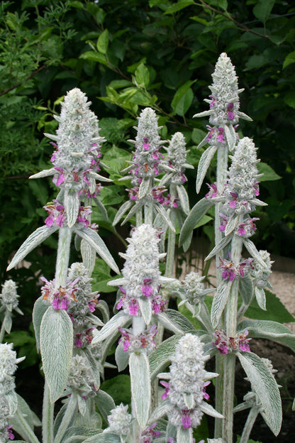Lamb'sEar Flower seeds for Planting Long Bloom Season Heirloom & GMO Free Seeds for Home Garden