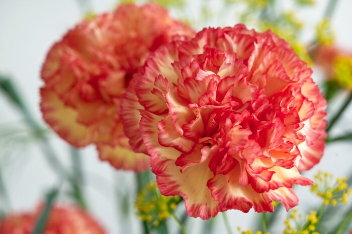 Carnation Flower seeds for Planting Seasonal Bloomer Heirloom & GMO Free Seeds for Home Garden