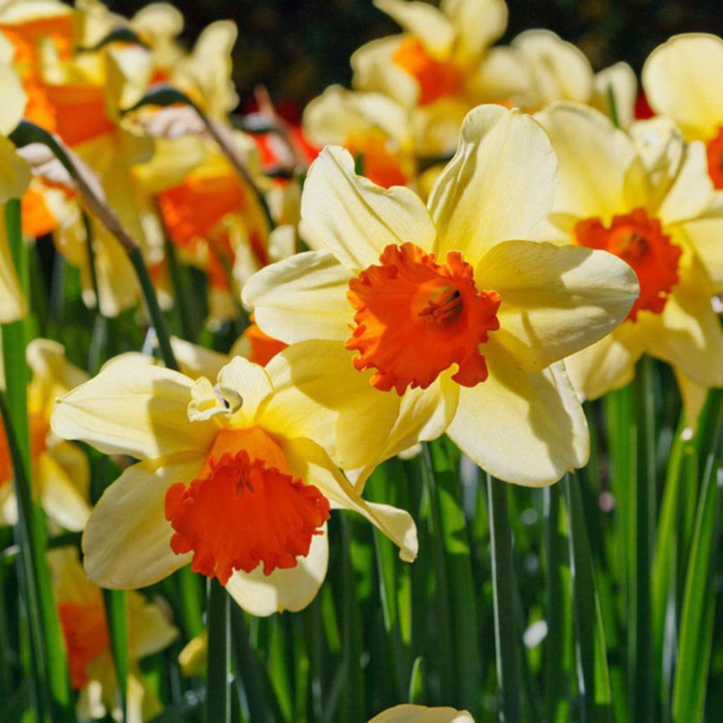 Light Yellow Narcissus Flower seeds for Planting Colorful Display, Heirloom & GMO Free Seeds for Home Garden seeds for planting