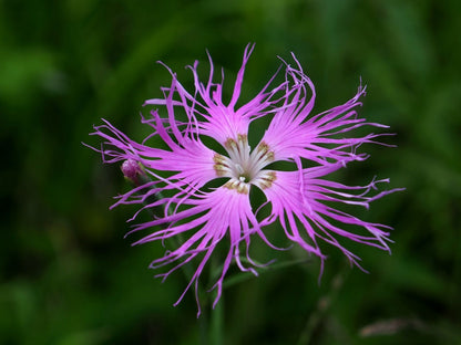 Fringed Flower seeds for Planting Sun Loving Heirloom & GMO Free Seeds for Home Garden