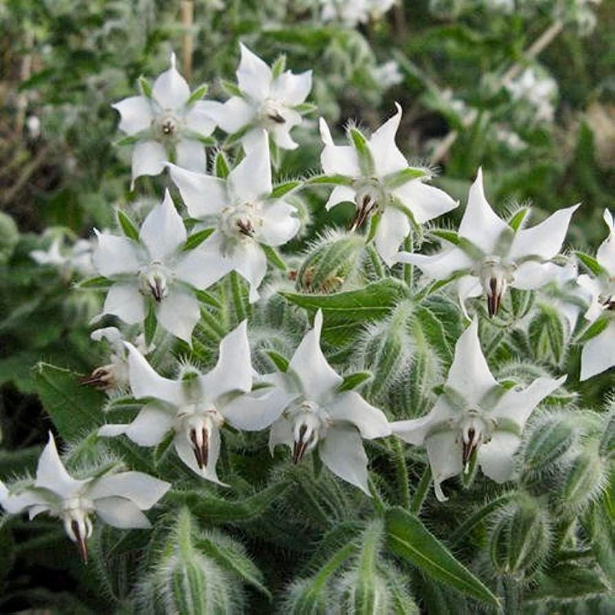 White Borage Flower seeds for Planting Garden Favorite, Heirloom & GMO Free Seeds for Home Garden vegetable and garden seeds