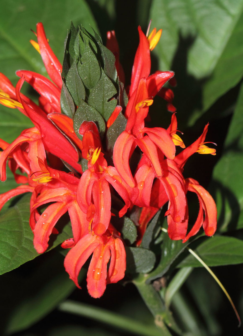 High quality Red Pachystachys Flower seeds for Planting Perfect for Borders, Heirloom & GMO Free Seeds for Home Garden seeds pack
