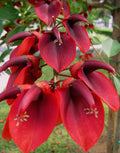 Erythrina Crista Galli Flower Seeds in Orange Flower seeds for Planting Easy to Grow, Heirloom & GMO Free Seeds for Home Garden seeds for planting