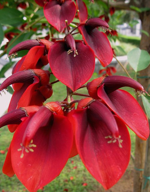 Erythrina Crista Galli Flower Seeds in Orange Flower seeds for Planting Easy to Grow, Heirloom & GMO Free Seeds for Home Garden seeds for planting