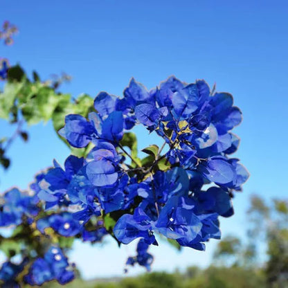 Blue Spectabilis Flower seeds for Planting - Garden Favorite, Heirloom & GMO Free Seeds for Home Garden