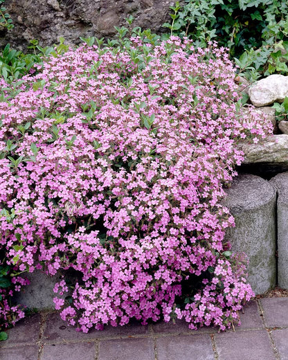 Saponaria Ocymoides Flower seeds for Planting Garden Favorite Heirloom & GMO Free Seeds for Home Garden