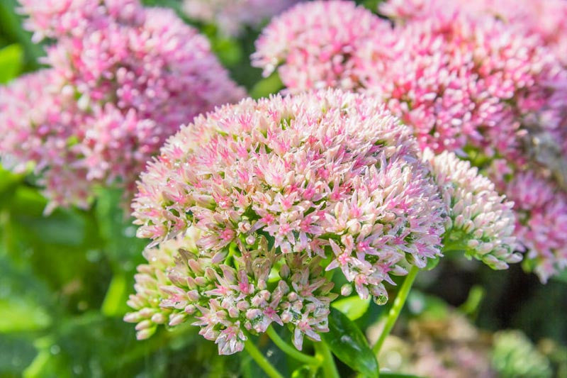 Sedum Flower seeds for Planting, Bright Blooms Heirloom & GMO Free Seeds for Home Garden