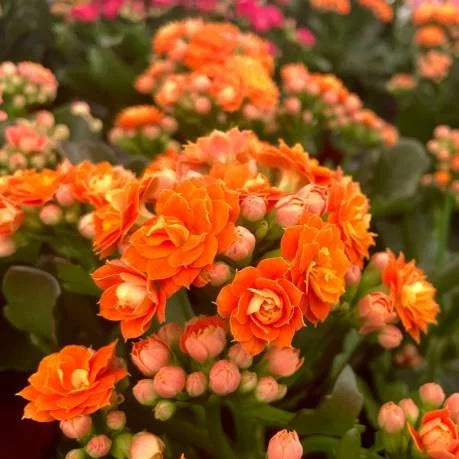 Kalanchoe Red Orange Flower seeds for Planting Pollinator Friendly, Heirloom & GMO Free Seeds for Home Garden vegetable and garden seeds
