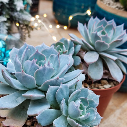 Blue Echeveria Subsessilis Flower seeds for Planting - Sun Loving, Heirloom & GMO Free Seeds for Home Garden