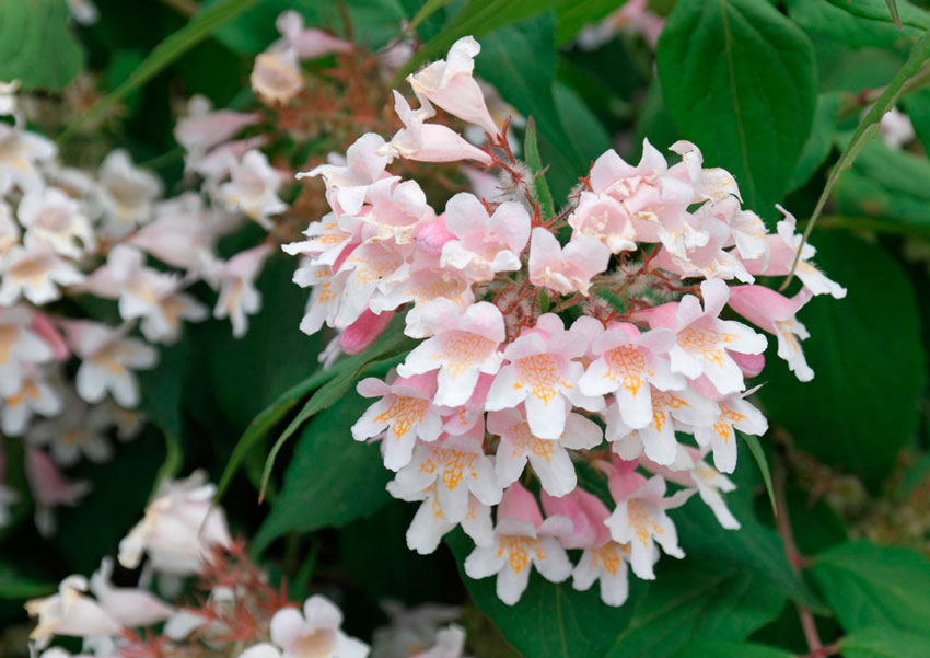 Premium Pink Linnaea Amabilis Flower seeds for Planting Compact Growth, Heirloom & GMO Free Seeds for Home Garden seeds