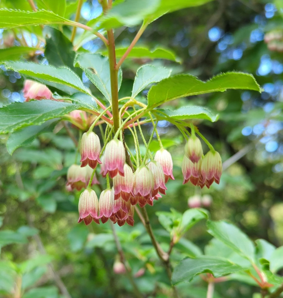 Enkianthus Campanulatus Flower seeds for Planting Drought Tolerant Heirloom & GMO Free Seeds for Home Garden
