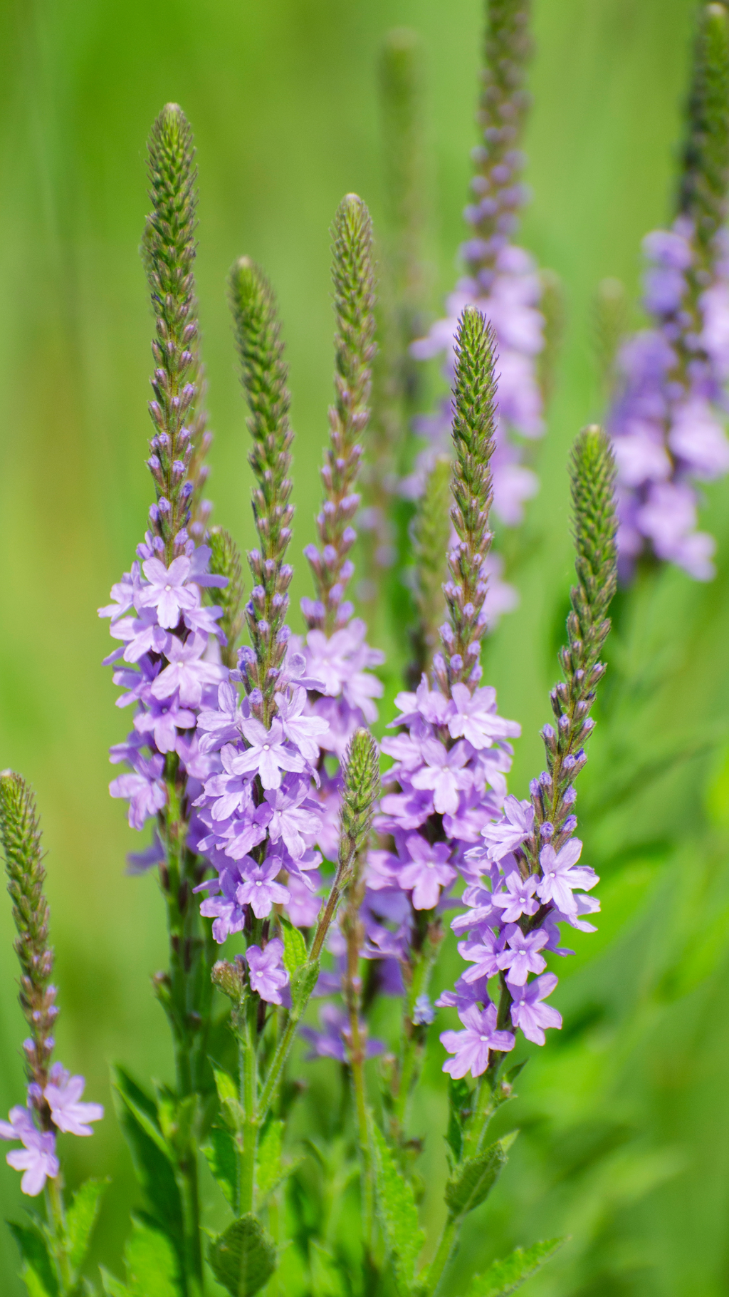 High quality Blue Verbena Hastata Flower seeds for Planting Colorful Display, Heirloom & GMO Free Seeds for Home Garden seeds pack