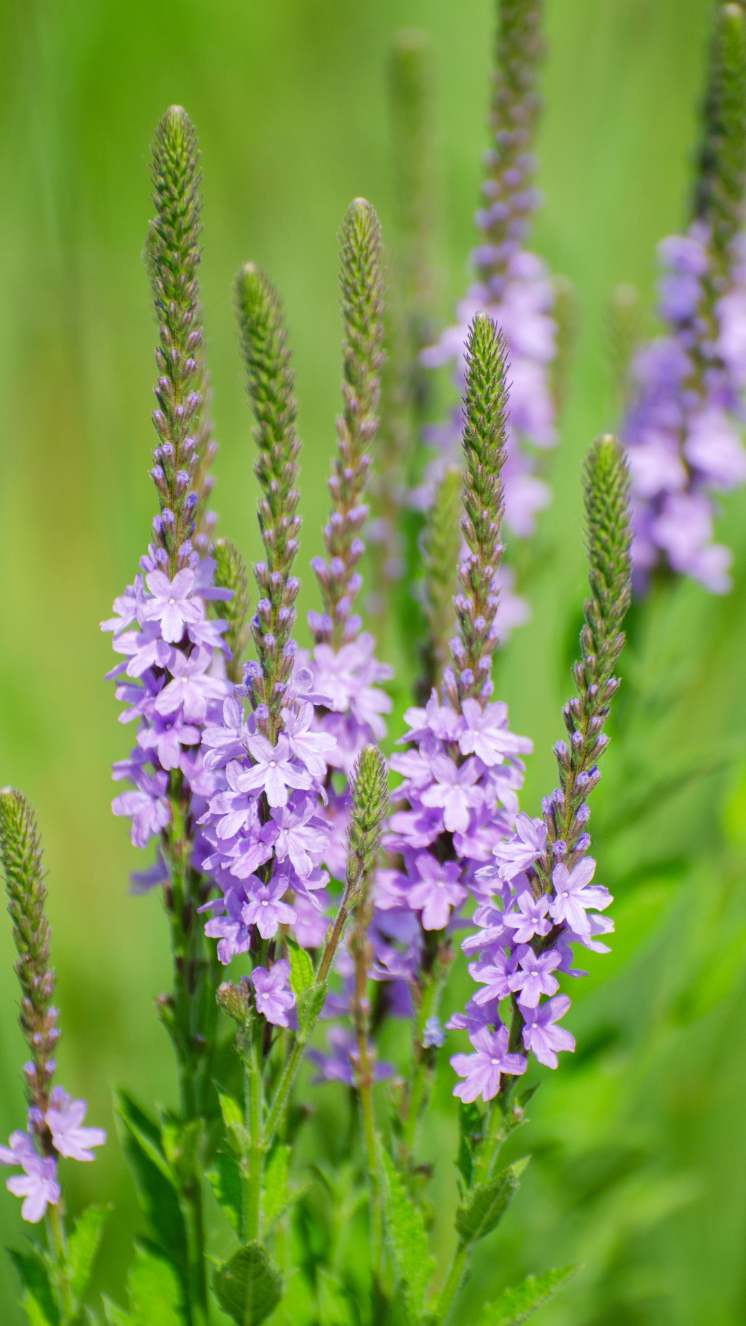 High quality Blue Verbena Hastata Flower seeds for Planting Colorful Display, Heirloom & GMO Free Seeds for Home Garden seeds pack