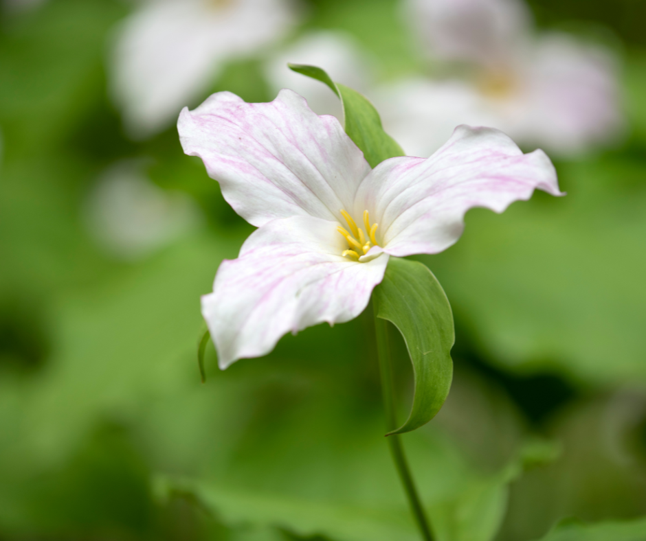 Trillium Flower seeds for Planting Premium Quality Heirloom & GMO Free Seeds for Home Garden