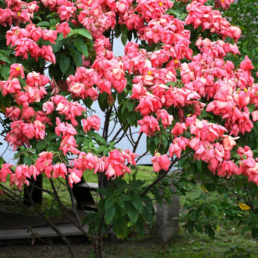 Premium Red Koelreuteria Flower seeds for Planting Hardy Variety, Heirloom & GMO Free Seeds for Home Garden seeds