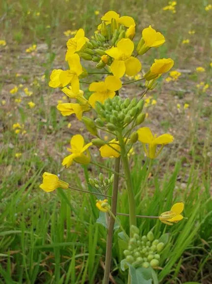 Canola Oil Flower seeds for Planting Hardy Variety Heirloom & GMO Free Seeds for Home Garden