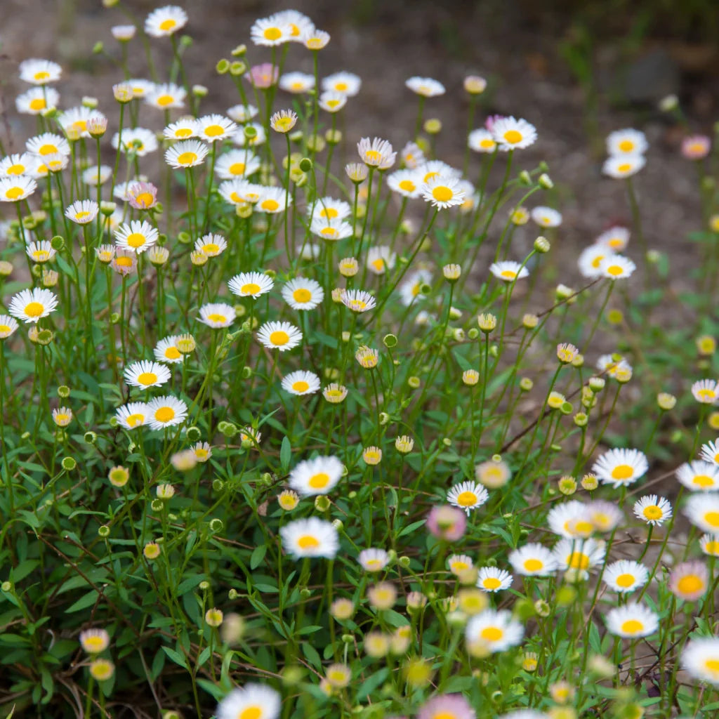 Premium Mixed Erigeron Flower seeds for Planting Drought Tolerant, Heirloom & GMO Free Seeds for Home Garden seeds
