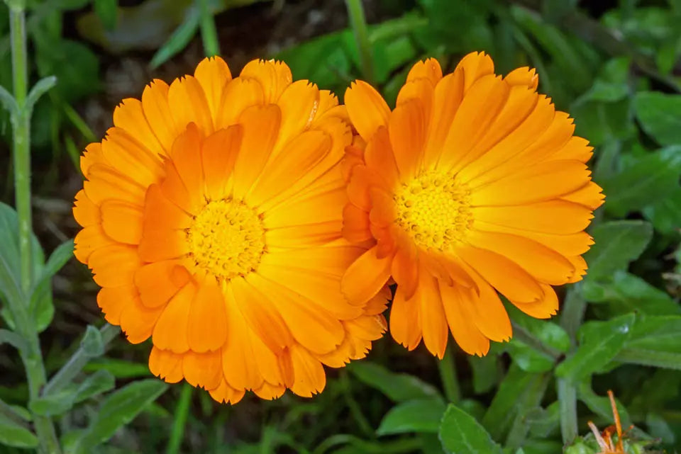 Premium Yellow Flower Pot Flower seeds for Planting Vibrant Colors, Heirloom & GMO Free Seeds for Home Garden seeds