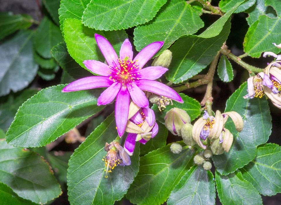 Grewia Flower seeds for Planting Bright Blooms, Heirloom & GMO Free Seeds for Home Garden vegetable and garden seeds