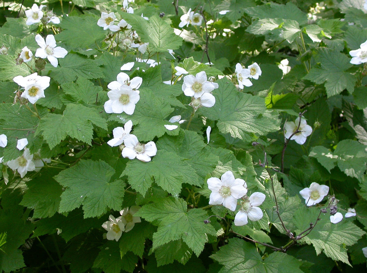 Rubus Parviflorus Flower seeds for Planting, Hardy Variety Heirloom & GMO Free Seeds for Home Garden