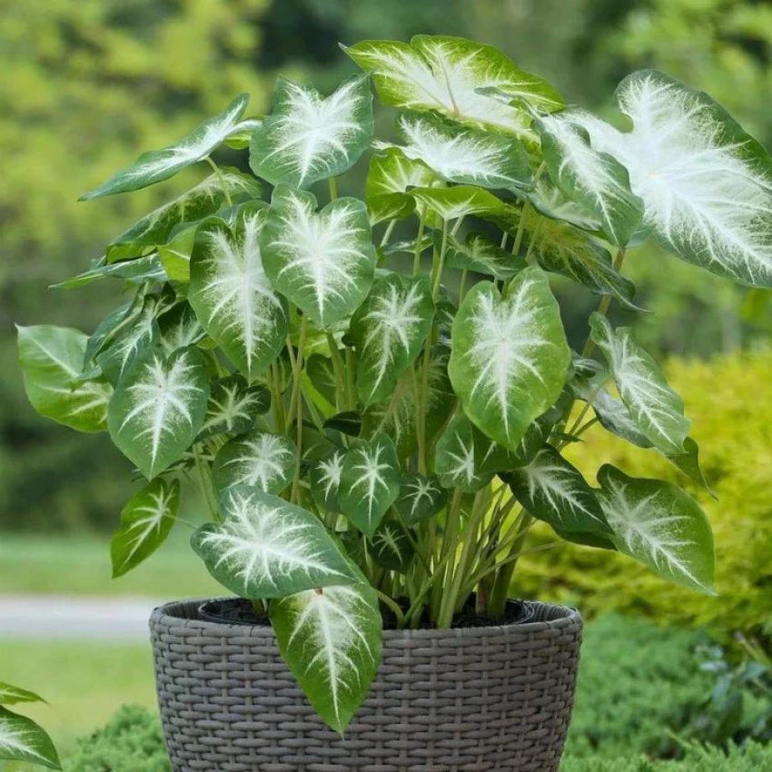 Caladium Flower Seeds for Planting – Hardy Variety, Heirloom, Non-GMO, High Germination Garden Seeds
 
 Sale seeds for home garden