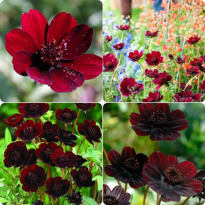 Cosmos Flower seeds for Planting - Wildflower Mix, Heirloom & GMO Free Seeds for Home Garden