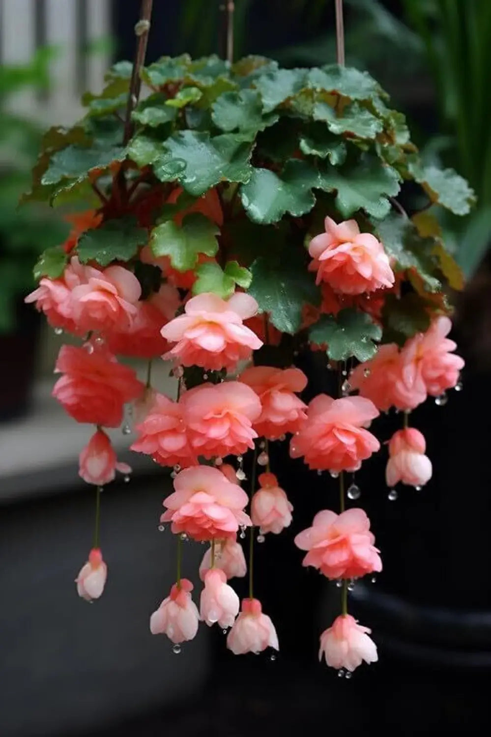 Premium Begonia Boliviensis Flower seeds for Planting Perfect for Borders, Heirloom & GMO Free Seeds for Home Garden seeds