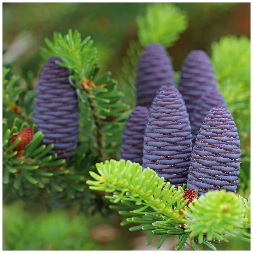 Premium Purple Abies Koreana Flower seeds for Planting Sun Loving, Heirloom & GMO Free Seeds for Home Garden seeds