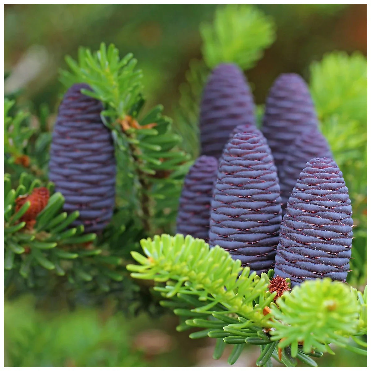 Premium Purple Abies Koreana Flower seeds for Planting Sun Loving, Heirloom & GMO Free Seeds for Home Garden seeds