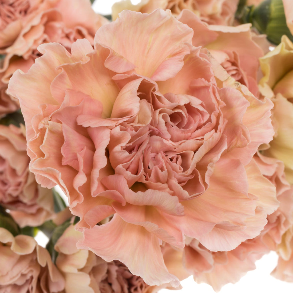 Brown Carnation Flower seeds for Planting Perfect for Borders, Heirloom & GMO Free Seeds for Home Garden seeds for planting