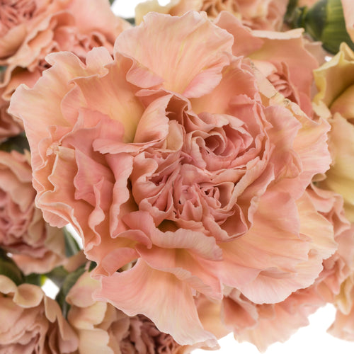 Brown Carnation Flower seeds for Planting Perfect for Borders, Heirloom & GMO Free Seeds for Home Garden seeds for planting