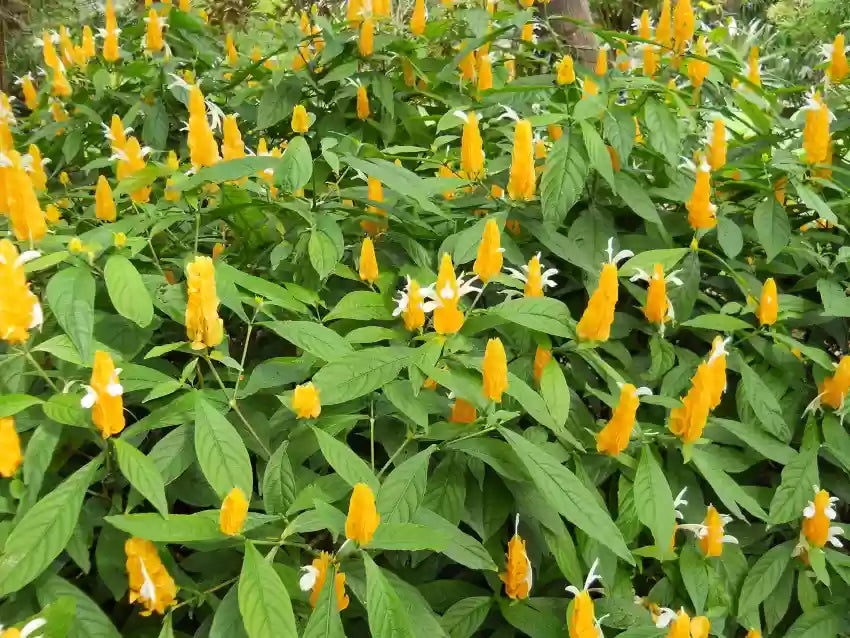 Pachystachys Lutea Flower seeds for Planting Bright Blooms, Heirloom & GMO Free Seeds for Home Garden seeds for planting