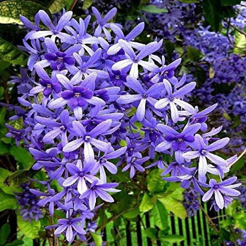 Purple Ivy Flower seeds for Planting Wildflower Mix, Heirloom & GMO Free Seeds for Home Garden seeds for planting