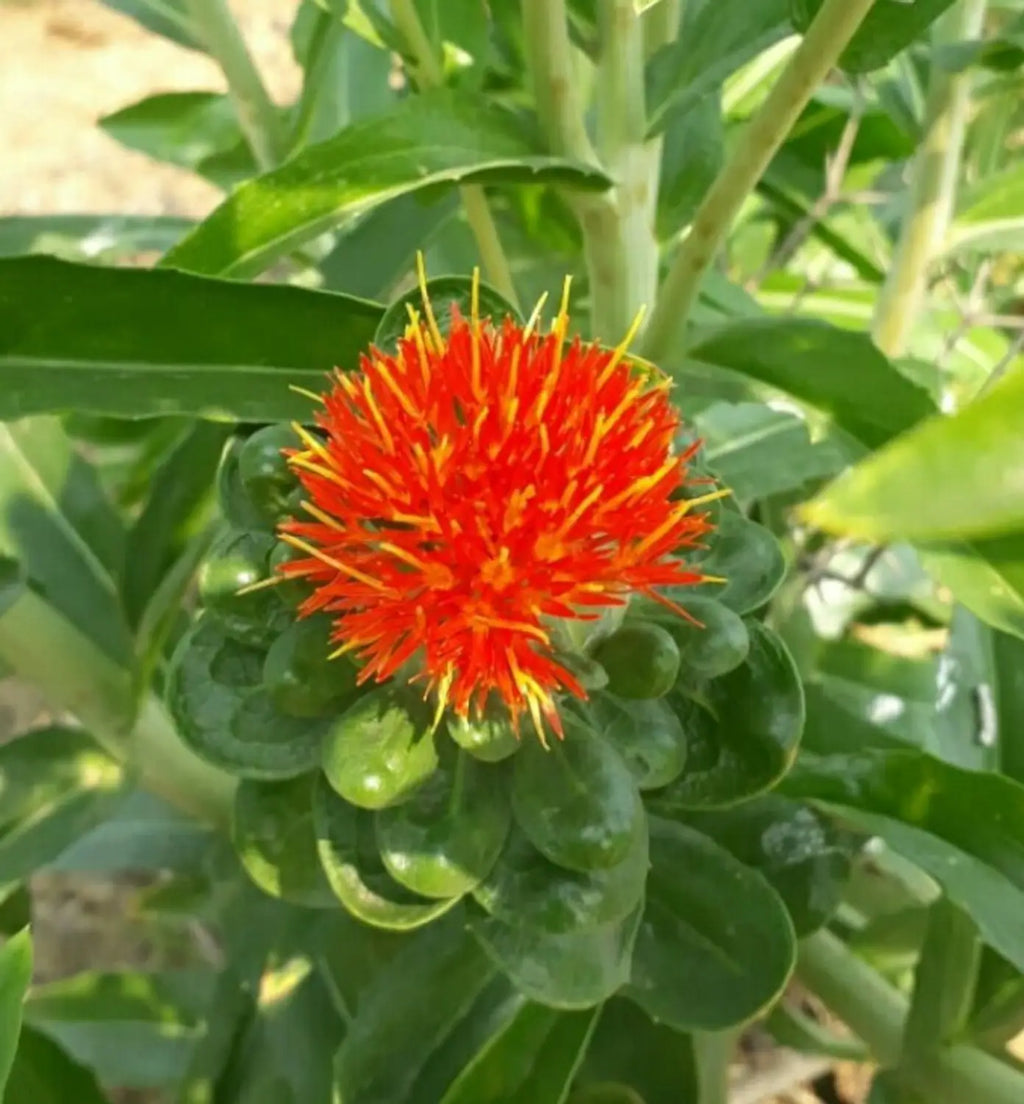 Premium Mixed Carthamus Flower seeds for Planting Garden Favorite, Heirloom & GMO Free Seeds for Home Garden Sale seeds