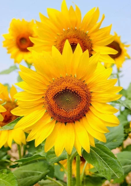 Sunflower Flower seeds for Planting Bright Blooms, Heirloom & GMO Free Seeds for Home Garden seeds for home gardening